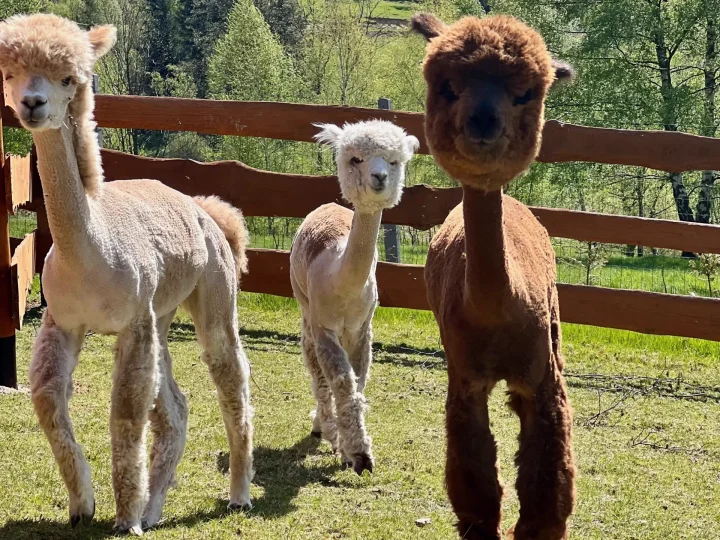Three alpacas are standing in the enclosure, with a forest and hills in the background