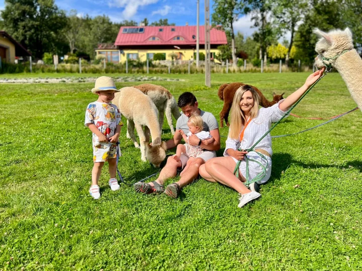 Two girls are feeding the alpacas in the enclosure