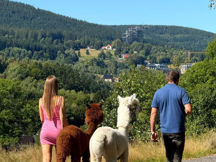 Spacer z alpakami ścieżką nad Świeradowem-Zdrojem