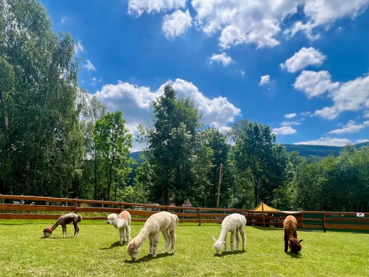 A family is relaxing on the grass, accompanied by alpacas