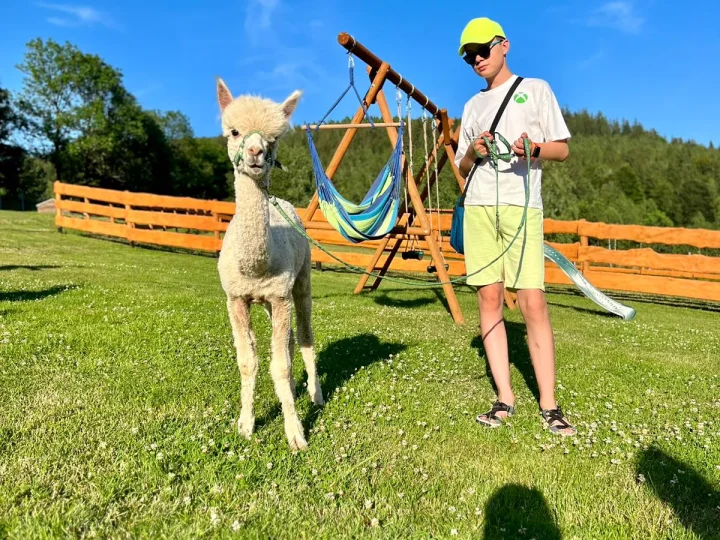 Osoba prowadzi alpakę na smyczy podczas spaceru
