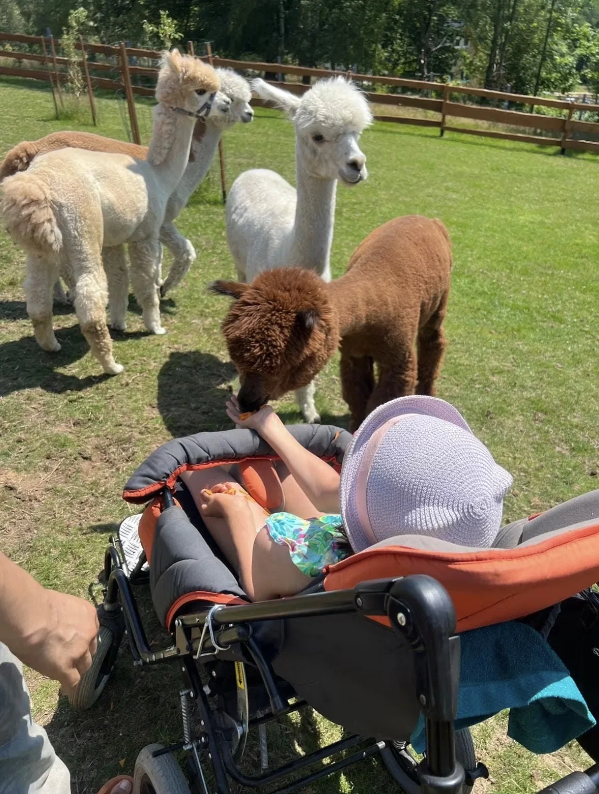 A child in a rehabilitation wheelchair amongst the alpacas in the enclosure