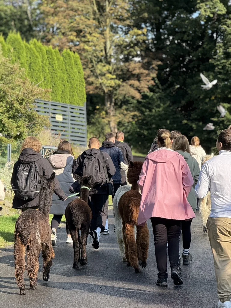 A group of participants are leading the alpacas along the path through the trees
